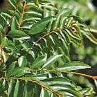 Dehydrated Curry Leaves (Karapincha) Neem leaves 100g (Murraya koenigii)