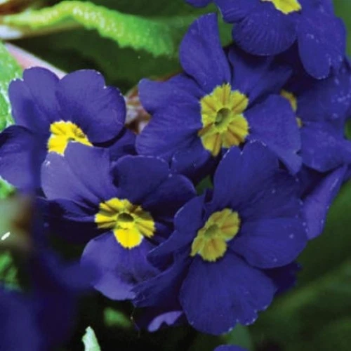 15+ Sementes de Prímula/Primula Flor/Azul Cobalto/Perene - Imagem 1 de 1