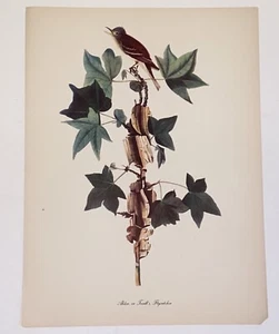 Vintage Audubon J James Birds of America Adler Trail's Flycatcher Lithographie - Bild 1 von 8