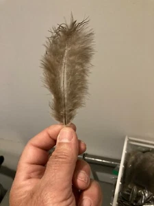 175 Eastern Wild Turkey Daunenfedern 2-7 Zoll - Fliegenbinden, Kunsthandwerk ^ - Bild 1 von 1