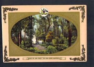 D6422 Australia V Marysville Bush Hermit amongst Gum Trees vintage postcard - Bild 1 von 2