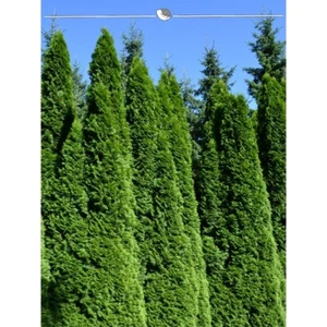 Lebensbaum Thuja Smaragd 140-160 cm. Angebot: 10 Koniferen. Thuja: BESTSELLER - Bild 1 von 4