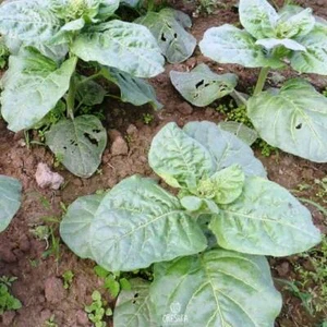 Tobacco Shtambur 300+ PCS fresh seeds, Nicotiana rustica, Tobacco seeds - Bild 1 von 6