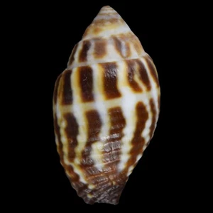 MITRA (Strigatella) RETUSA (Isla Actan, Filipinas) 15,8 mm #47678 - Imagen 1 de 3