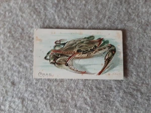 Tarjeta comercial de colección American Tobacco tarjeta Maryland lata de carne de cangrejo azul - Imagen 1 de 4