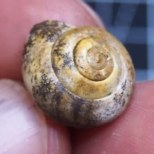 17mm Snail Cepaea Rüssingen Formation Bivalve Fossils Mollusks 371 - Picture 1 of 13