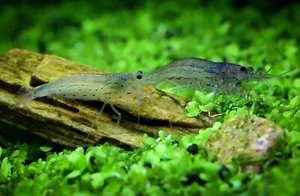 AMANO ALGAE EATER SHRIMP YAMATO SHRIMP 10+ FREE SHIPPING - Picture 1 of 1