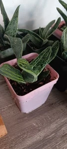 Gasteria Little Warty - Picture 1 of 3
