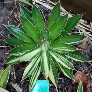 Agave schidigera 'white stripe' variegated about 10cm Succulent - Picture 1 of 15