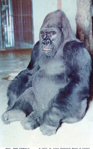Phil the Gorilla St Louis Zoo MO Postcard 3.5"x5" Vintage 1953 - Picture 1 of 2