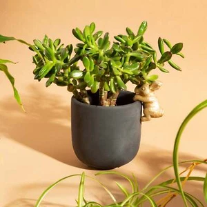 Sass & Belle Plant Pot Golden Rabbit Planter Indoor House - Picture 1 of 4