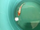 Japanese Koi _Healthy_Live Fish_ Kohaku  Koi     Size   9.15 Inches