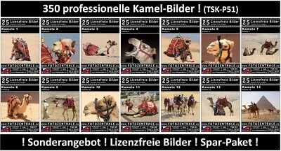 350 Lizenzfreie Profi-Bilder/Fotos! 14x Kamele Royalty Free Photoshop NP 265,- - Bild 1 von 4