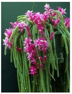 Lot 4 Cuttings Rat Tail Cactus Aporocactus Flagelliform Succulent Plant Pink - Picture 1 of 3