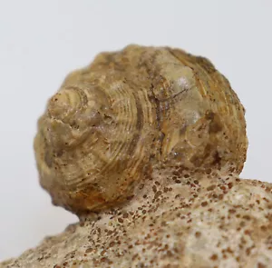 Schnecke, Pleurotomaria armata, Jura, Bajoc, Evrecy, Calvados, Frankreich-i701 - Bild 1 von 8