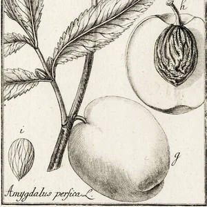 Scarce 1796 ZORN ICONES PLANTARUM Botanical Engraving Pl. 282 AMYGDALUS (PEACH) - Picture 1 of 7