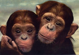 Friends Forever•Two Young Chimpanzees Hugging•Color Photo•4x6 POSTCARD - Picture 1 of 1