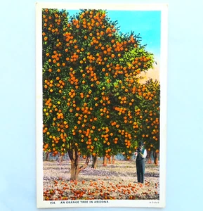 Arizona Orangenbaum Postkarte Vintage weißer Rand Mann Hain Obst Bauernhof Reise - Bild 1 von 2