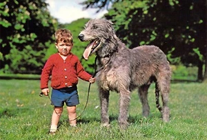 Tarjeta postal irlandesa Wolfhound de los años 70 perros y niño pequeño muelle Dublín Irlanda 4x6 C32 - Imagen 1 de 2