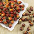 Realistic Artificial Acorn Nutty for Christmas Tree and Table Decor (50pcs)