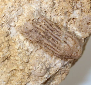 Crinoide, Carpocrinus sp., Silur, Wenlock, Burgen, Gotland, Schweden -x785 - Bild 1 von 5