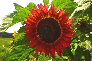 GIRASOLE CRIMSON QUEEN - SEMI PER GRAMMO 30/50 - Imagen 1 de 3