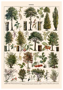 TC02 TREE CHART BOTANICAL A2 POSTER PRINT - Picture 1 of 2