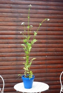 Baldrian Pflanze im 1-Liter Topf Valerina officinalis Heilpflanze und für Küche - Bild 1 von 3
