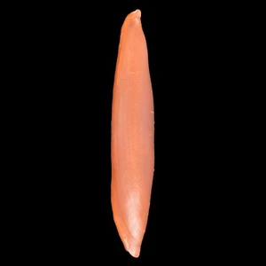 ACLYVOLVA LANCEOLATA (Camatoes Isl., Philippines) 17.8mm #47484 - Picture 1 of 3