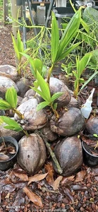 Live Sprouted Dwarf Samoan Coconut Palm | Exotic Tropical Houseplant Indoor Tree - Picture 1 of 5