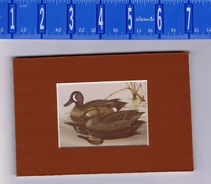 Blue-Winged Teal Duck 1984 Illinois Migratory Waterfowl Art Print- 5 X 7 Matted  - Picture 1 of 1