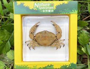 Cangrejo educativo bloque real exhibido Mantis 7,5x7,5x2 cm 01 - Imagen 1 de 1