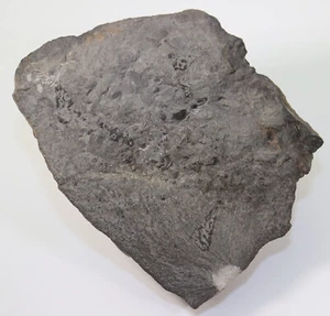 Brachiopoden, Acrothele coriacea, Kambrium, Andrarum, Schweden -k219 - Bild 1 von 4