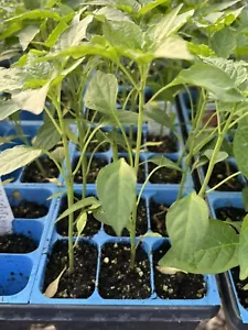 THAI RED DRAGON CHILI LOT OF 3 Super Hot Pepper LIVE PLANTS 75 Days Old - Picture 1 of 1