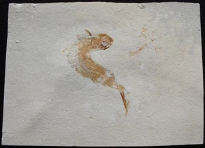 Ichthyodectiformes 14 - Unbroken & Very Nice Color - Cretaceous Fossils Lebanon - Picture 1 of 3