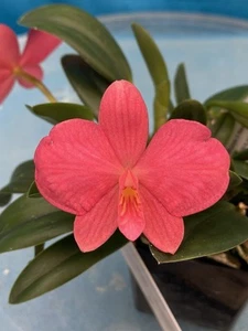 Sophronitis Wild Fire (wittigiana X coccinea) Orchid BS 4” Pot Pink Orange - Picture 1 of 9