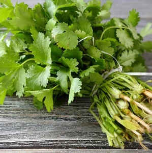 CORIANDER sativum aromatic herb plant - 4cell seedling punnet - Picture 1 of 3