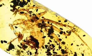 Amblypygi raro (araña látigo), inclusión fósil en ámbar birmano - Imagen 1 de 4