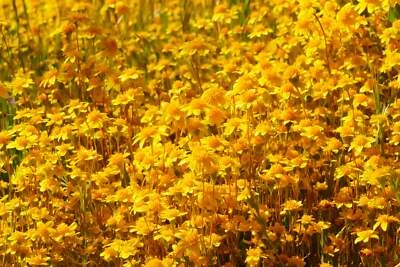 SEEDVILLE USA 1500 CALIFORNIA SUNSHINE GOLDFIELDS Lasthenia Glabrata Yellow Flower Seeds