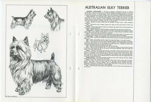 AUSTRALIAN SILKY  TERRIER 1978 BREED SKETCH PRINT AND TEXT ARTIST M DAVIDSON - Picture 1 of 2