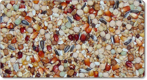  Taubenfutter Brieftaubenfutter  Körnermischung Tauben Vogelfutter 27,5 kg - Bild 1 von 1