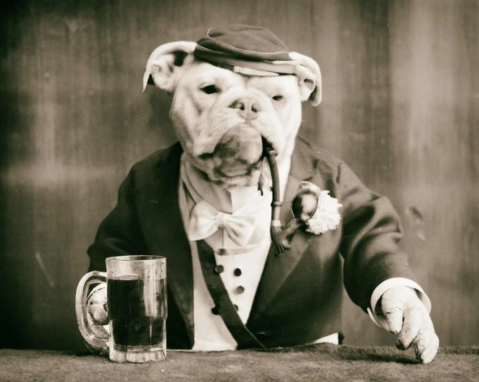 Bulldog Smoking and Drinking Beer – Vintage Humorous Photograph Art Print - Image 1 of 1