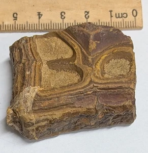 Pre Cambrian STROMATOLITE From Morocco - The Worlds oldest Fossil (#F7401) - Bild 1 von 1