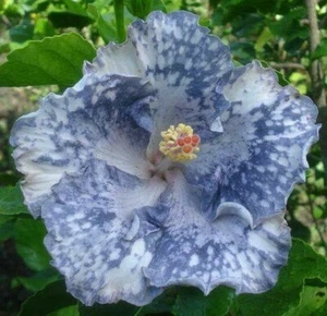 20 Silver White Hibiscus Seeds Flowers Flower Seed Perennial Bloom 473 US SELLER - Picture 1 of 12