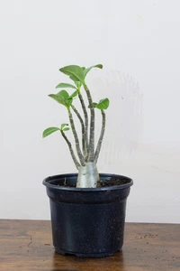 Adenium Arabicum Desert Rose – Live Caudex Plant – Flowering Succulent - Picture 1 of 5
