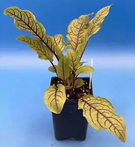Red Veined Sorrel Starter Plant - Rumex sanguineus - Bloody Dock - Picture 1 of 5