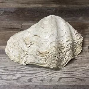 Large 14LB Pounds Genuine Giant Clam Shell Real Tridacna Gigas 14 1/2” X 10” X 6 - Picture 1 of 10