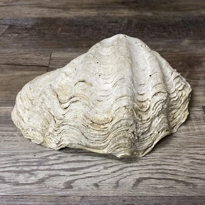 Large 14LB Pounds Genuine Giant Clam Shell Real Tridacna Gigas 14 1/2” X 10” X 6 - Image 1 of 4