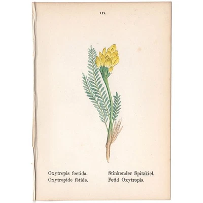Antigua impresión botánica 1879 litografía coloreada a mano 117 flor de Oxytropis fétida Foto 1 de 2