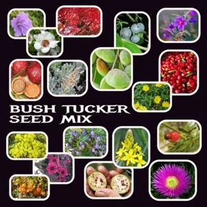 NATIVE BUSH TUCKER SEED MIX-18 VARIETIES-BUSH TUCKER FRUIT TREE GARDEN PLANTS - Picture 1 of 21